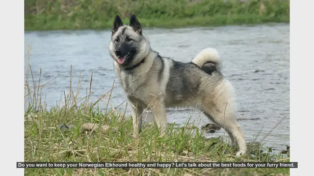 Video thumbnail for Best Foods for Your Norwegian Elkhound: Keep Them Healthy and Happy!