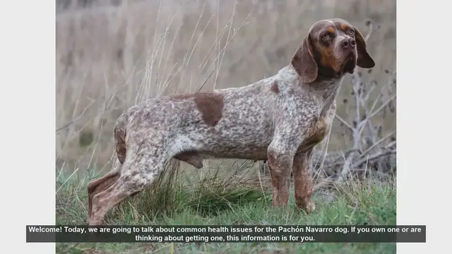 Video thumbnail for Common Health Issues in Pachón Navarro Dogs: What You Need to Know