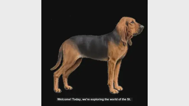 Video thumbnail for Top 10 Facts About the St. Hubert Jura Hound