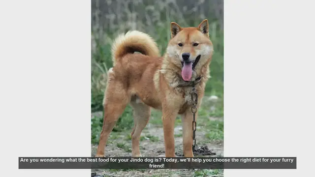 Video thumbnail for Best Diet for Your Jindo Dog: Essential Tips for a Healthy and Happy Pet