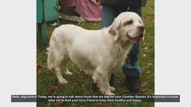 Video thumbnail for Foods to Avoid Feeding Your Clumber Spaniel
