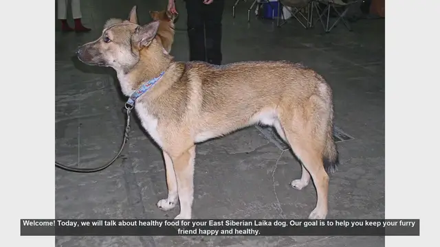 Video thumbnail for Healthy Food for Your East Siberian Laika: Tips for a Happy Dog