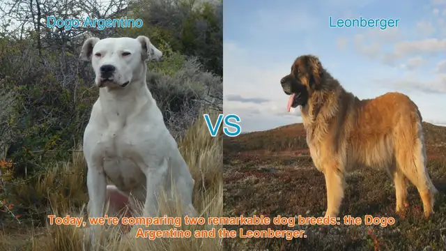 Video thumbnail for Dogo Argentino vs. Leonberger: A Comprehensive Comparison