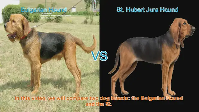 Video thumbnail for Bulgarian Hound vs. St. Hubert Jura Hound: A Comprehensive Comparison