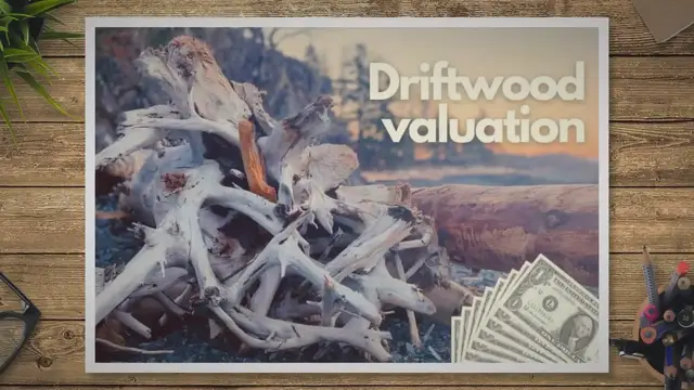 'Video thumbnail for Is Driftwood Valuable?'