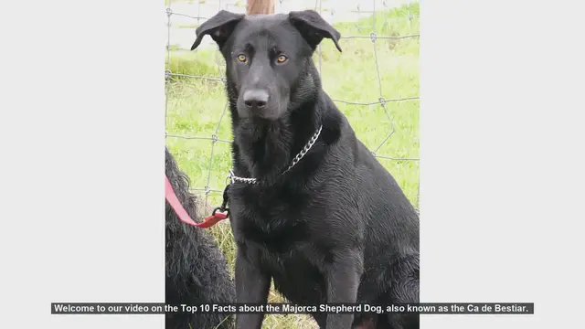 Video thumbnail for Top 10 Facts About the Majorca Shepherd Dog (Ca de Bestiar)