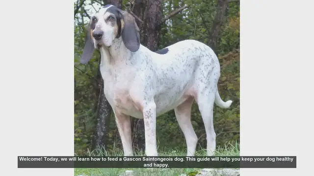 Video thumbnail for How to Properly Feed Your Gascon Saintongeois Dog