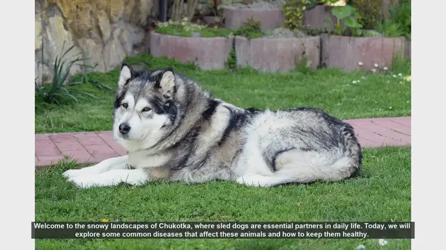 Video thumbnail for Keeping Chukotka Sled Dogs Healthy: Common Diseases and Prevention
