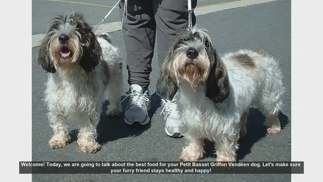 Video thumbnail for Best Food for Your Petit Basset Griffon Vendéen: Tips for a Healthy Diet