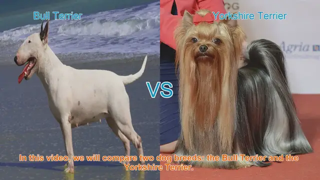 Video thumbnail for Bull Terrier vs. Yorkshire Terrier: A Breed Comparison