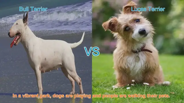 Video thumbnail for Bull Terrier vs. Lucas Terrier: A Comparison of Unique Dog Breeds