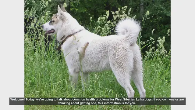 Video thumbnail for Common Health Problems in West Siberian Laika Dogs