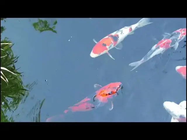 Video thumbnail for Koi Pond Care in Hot Weather: Essential Maintenance Tips