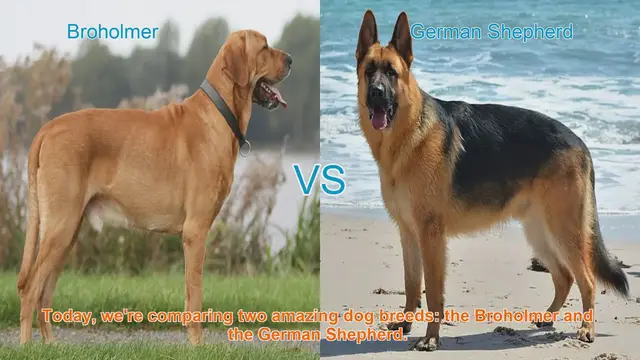 Video thumbnail for Broholmer vs. German Shepherd: A Comprehensive Comparison