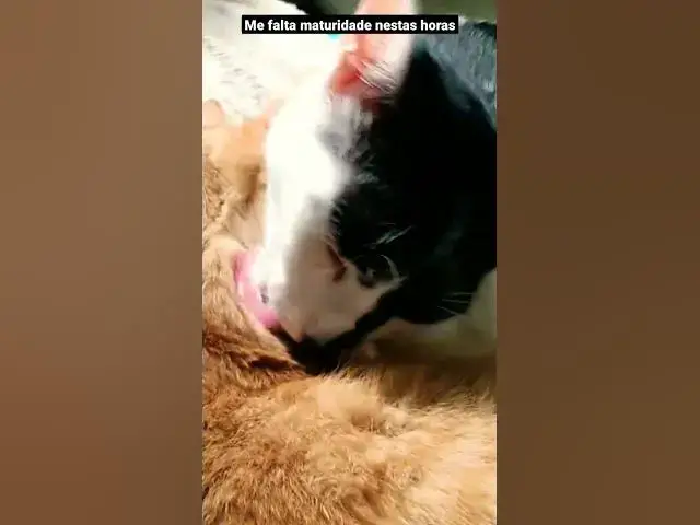 Video thumbnail for Gatos dando banho um no outro. #cats #shorts #shortsvideo #gatos #funnycats #cutecat #cute