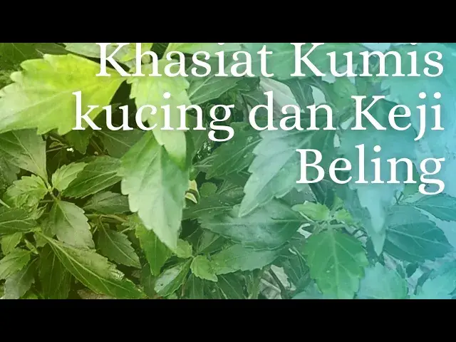 'Video thumbnail for Daun keji beling  Luruhkan batu ginjal  yang aman dan alami #khasiatdaunkumiskucingdan kejibeling'