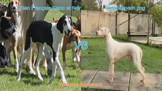 Video thumbnail for Chien Français Blanc et Noir vs. Rajapalayam Dog: Breed Comparison