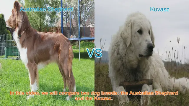 Video thumbnail for Australian Shepherd vs. Kuvasz: A Comprehensive Comparison
