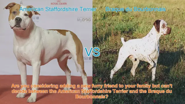 Video thumbnail for American Staffordshire Terrier vs. Braque du Bourbonnais: A Comprehensive Comparison