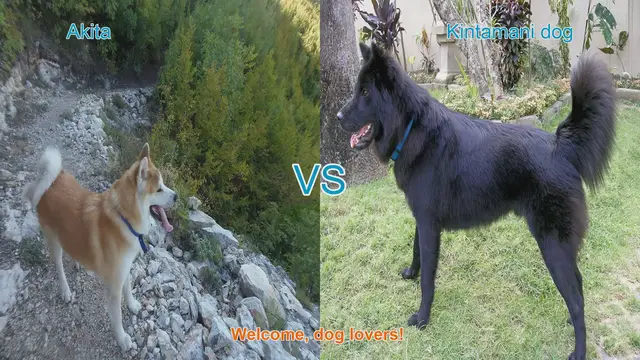 Video thumbnail for Akita VS Kintamani dog
