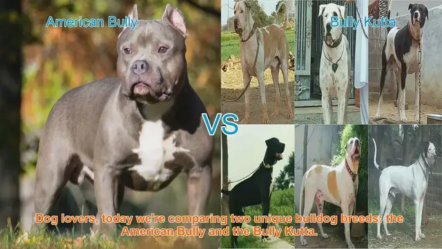 Video thumbnail for American Bully vs. Bully Kutta: A Comparison of Two Bulldog Breeds