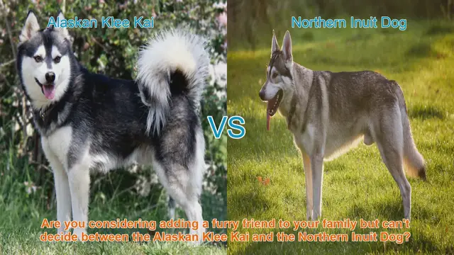 Video thumbnail for Alaskan Klee Kai VS Northern Inuit Dog