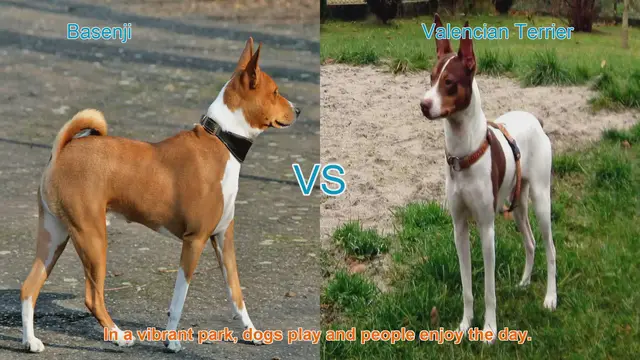 Video thumbnail for Comparing Basenji and Valencian Terrier Dog Breeds
