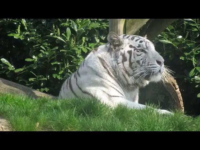 Video thumbnail for How Tigers’ Prey Shapes Local Predator Populations?