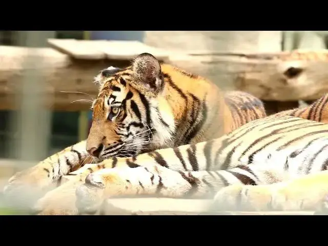 Video thumbnail for How Tigers’ Senses Are Altered by Urban Noise Pollution?