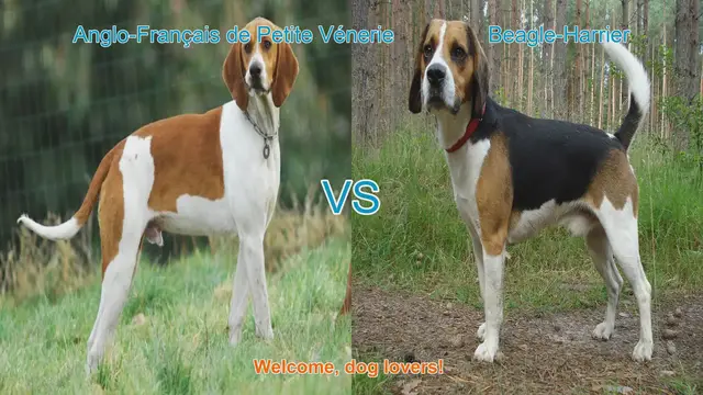 Video thumbnail for Dog Breed Comparison: Anglo-Français de Petite Vénerie vs. Beagle-Harrier