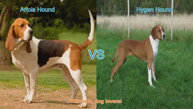 Video thumbnail for Artois Hound vs. Hygen Hound: A Comprehensive Comparison