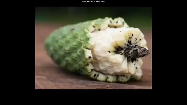 'Video thumbnail for monstera plant fertilizer'