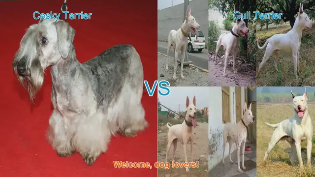 Video thumbnail for Cesky Terrier vs. Gull Terrier: A Comprehensive Comparison