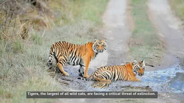 Video thumbnail for 10 Best Places to Volunteer for Tiger Conservation