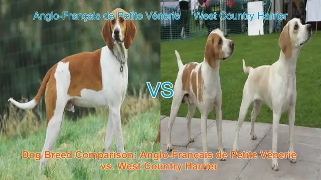 Video thumbnail for Dog Breed Comparison: Anglo-Français de Petite Vénerie vs. West Country Harrier