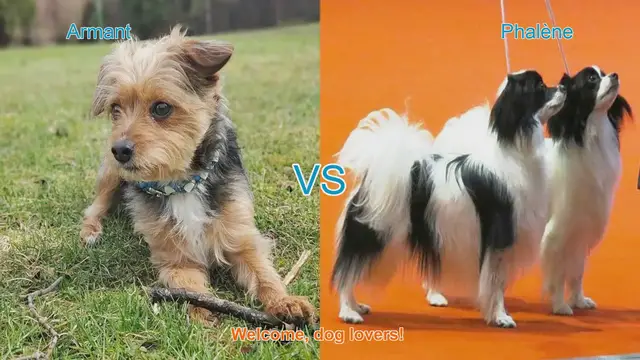 Video thumbnail for Armant vs. Phalène: A Comparative Guide for Dog Lovers