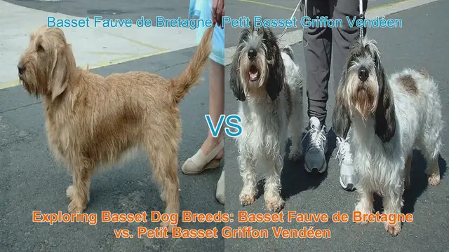Video thumbnail for Exploring Basset Dog Breeds: Basset Fauve de Bretagne vs. Petit Basset Griffon Vendéen