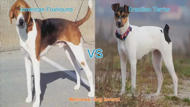 Video thumbnail for American Foxhound vs. Brazilian Terrier: A Comparative Guide for Dog Lovers