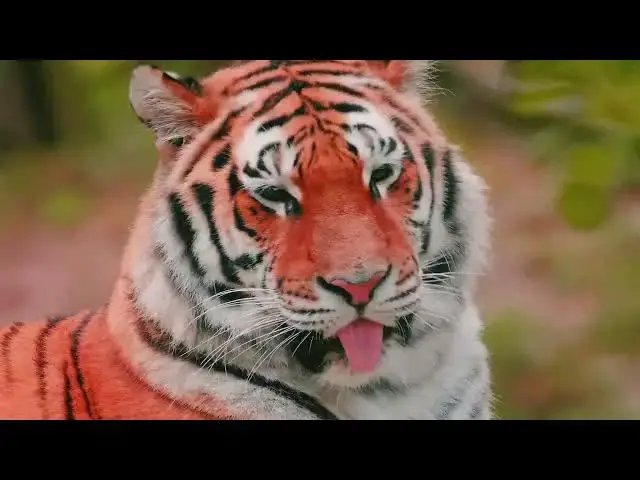 Video thumbnail for How Tigers’ Prey Shapes Their Health and Longevity?