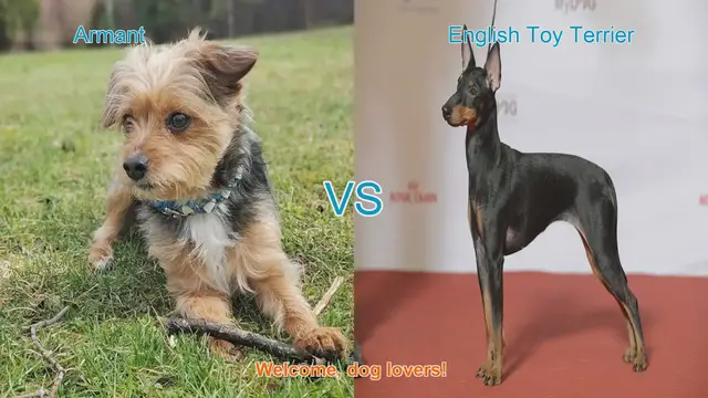 Video thumbnail for Armant vs. English Toy Terrier: A Comprehensive Comparison