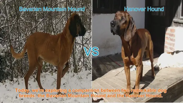 Video thumbnail for Bavarian Mountain Hound vs. Hanover Hound: A Comparison of Two Remarkable Dog Breeds