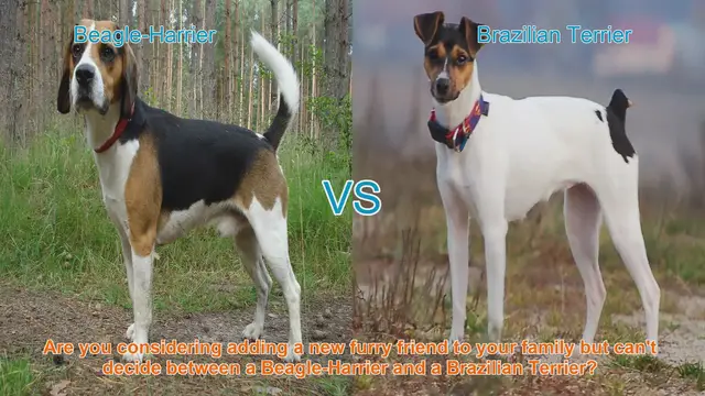 Video thumbnail for Choosing Between a Beagle-Harrier and a Brazilian Terrier: A Comprehensive Guide
