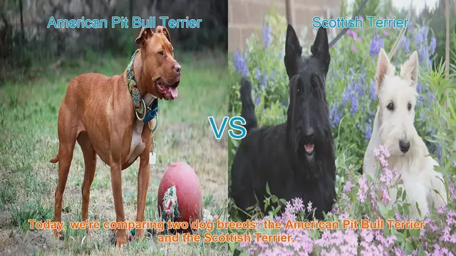 Video thumbnail for Comparing American Pit Bull Terrier and Scottish Terrier: A Guide for Pet Owners