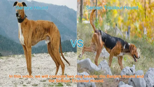 Video thumbnail for Comparing Banjara Hound and Serbian Tricolour Hound: A Comprehensive Guide