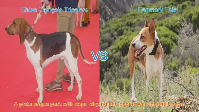 Video thumbnail for Comparing Chien Français Tricolore and Denmark Feist: A Comprehensive Guide