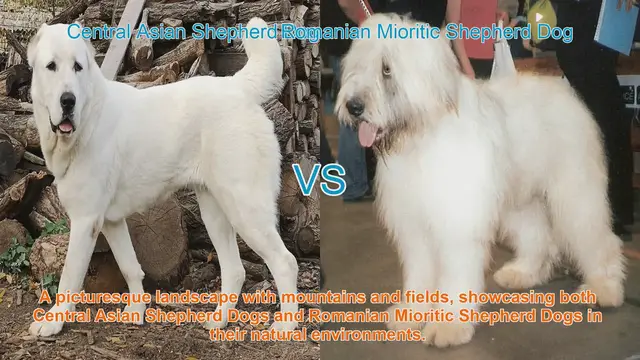 Video thumbnail for Central Asian vs. Romanian Mioritic Shepherd Dogs: A Comparative Guide