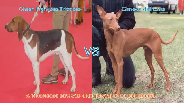 Video thumbnail for Comparing Chien Français Tricolore and Cirneco dell'Etna: A Comprehensive Guide