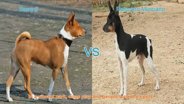Video thumbnail for Basenji vs. Ratonero Murciano: A Comparison of Two Distinct Dog Breeds