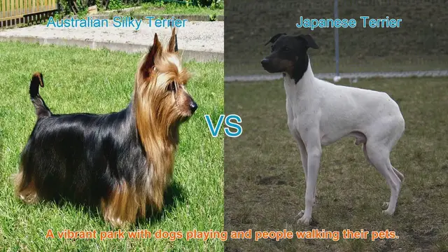 Video thumbnail for Australian Silky Terrier vs. Japanese Terrier: A Breed Comparison