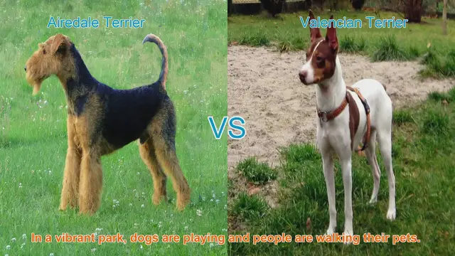 Video thumbnail for Airedale Terrier vs. Valencian Terrier: A Comparison of Two Terrier Breeds